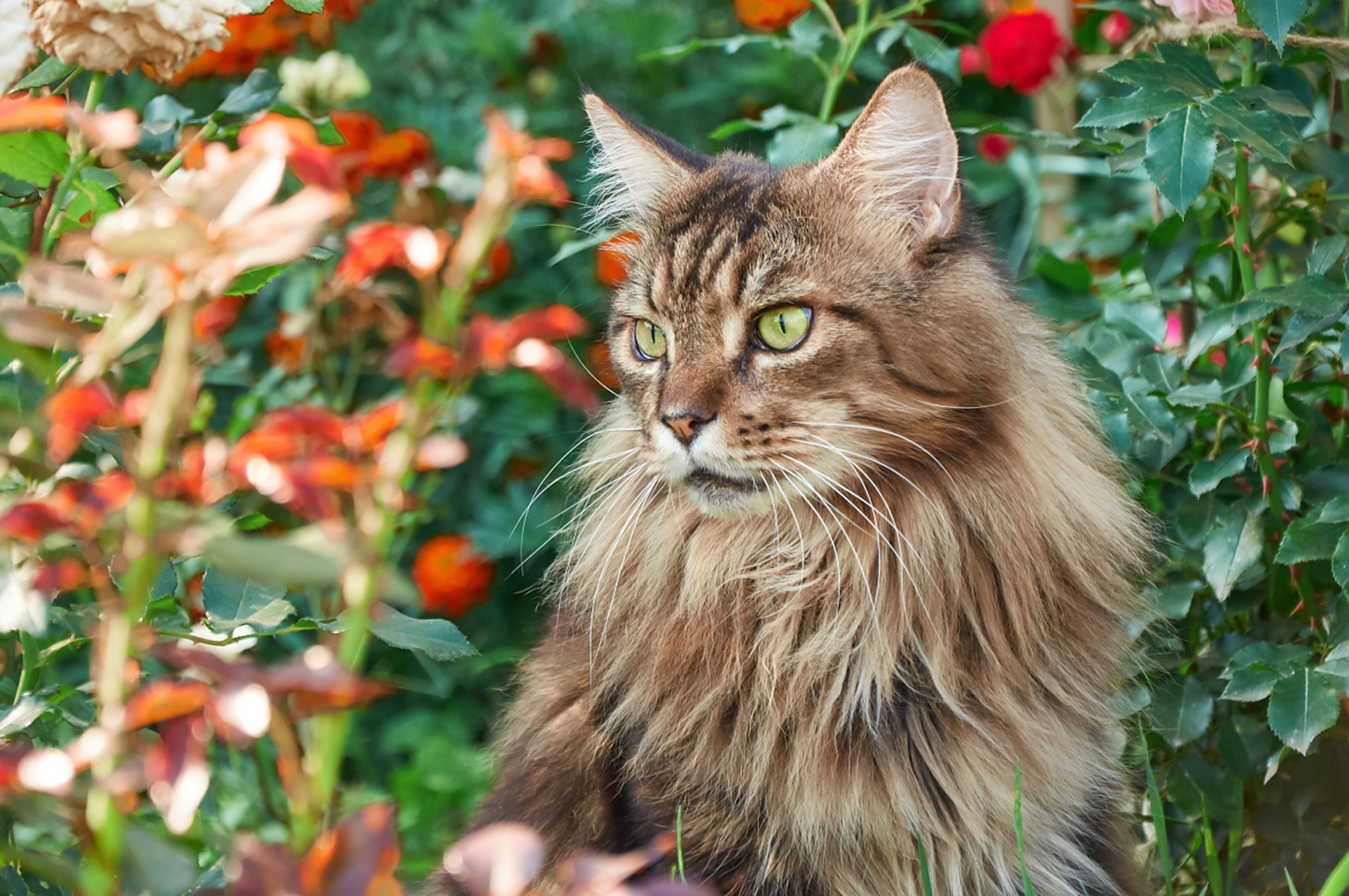 缅因猫——北美长毛巨人,性格温顺聪明,华丽而柔软的被毛让人爱不释