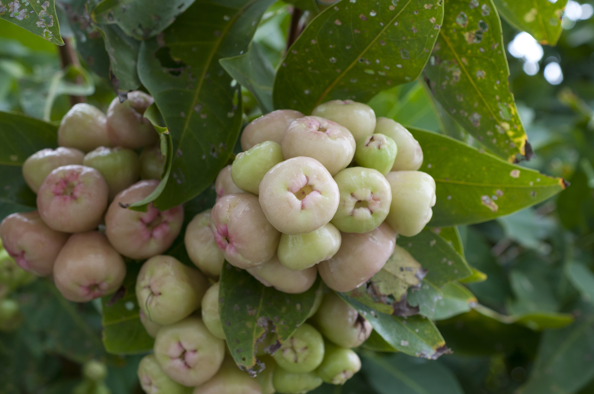 海南山上的野果你知道几种?