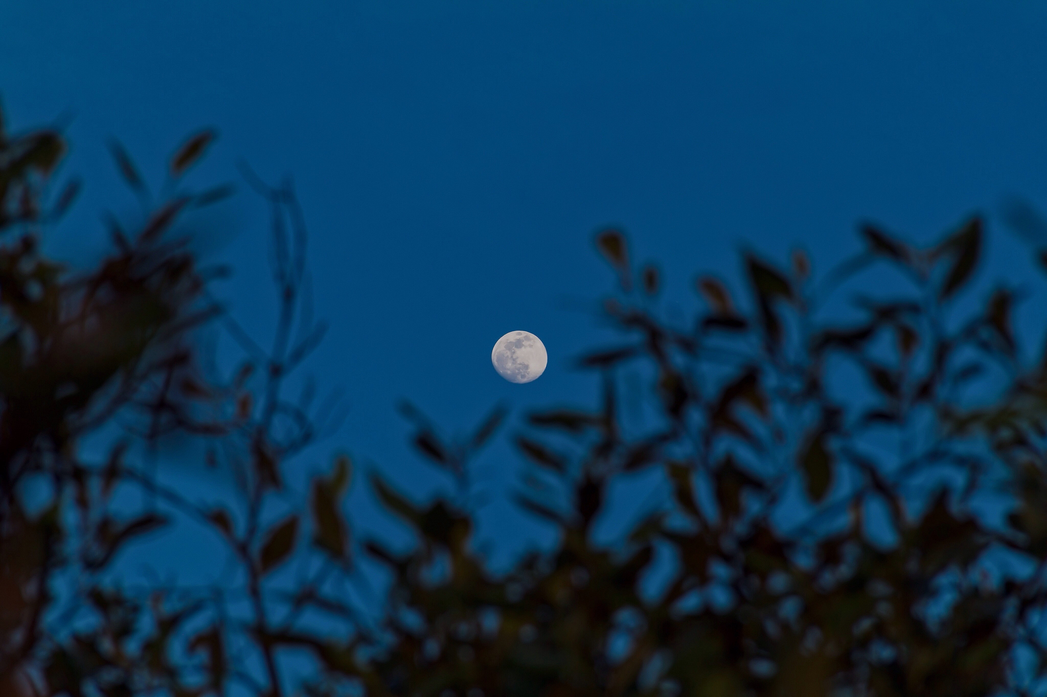 秋夜月色朦胧图片图片