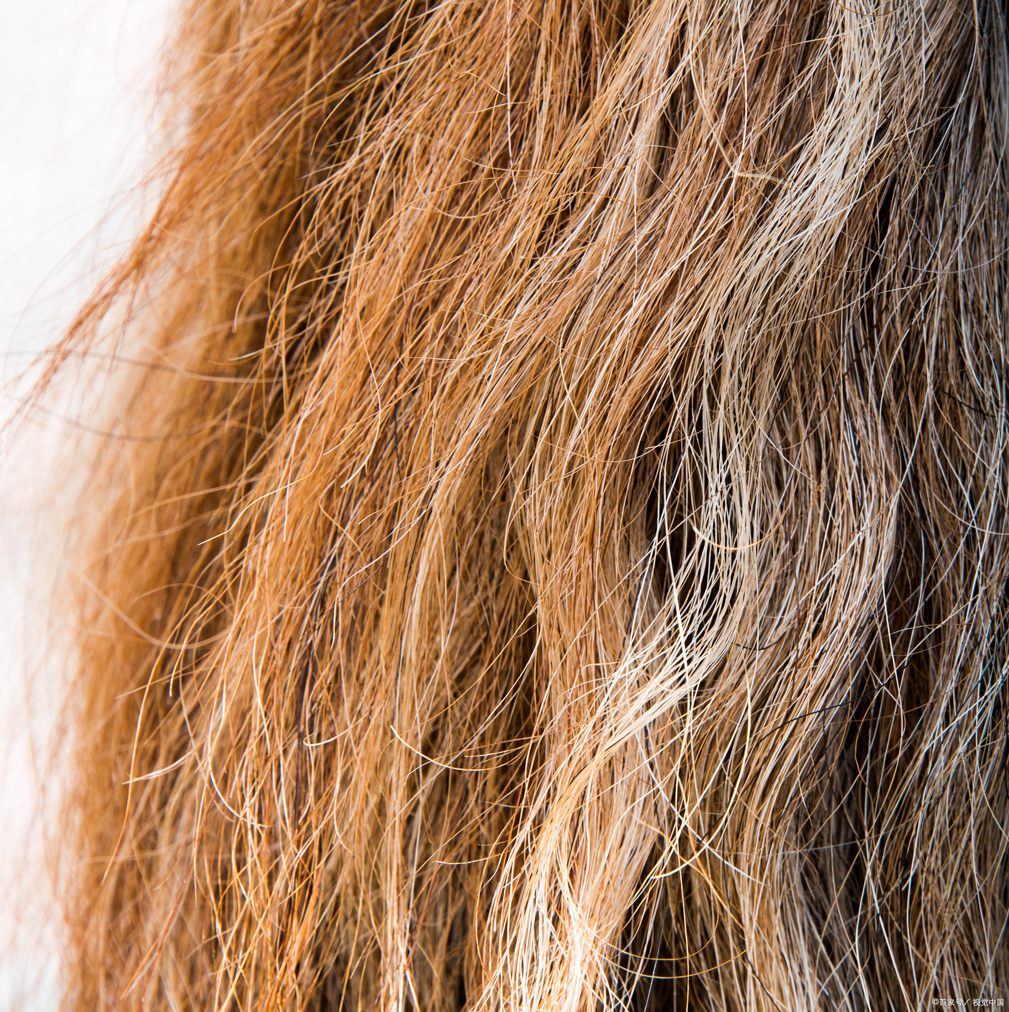 头发干枯毛躁是由于头发中缺乏脂质和水分,变得干燥枯槁而失去光泽