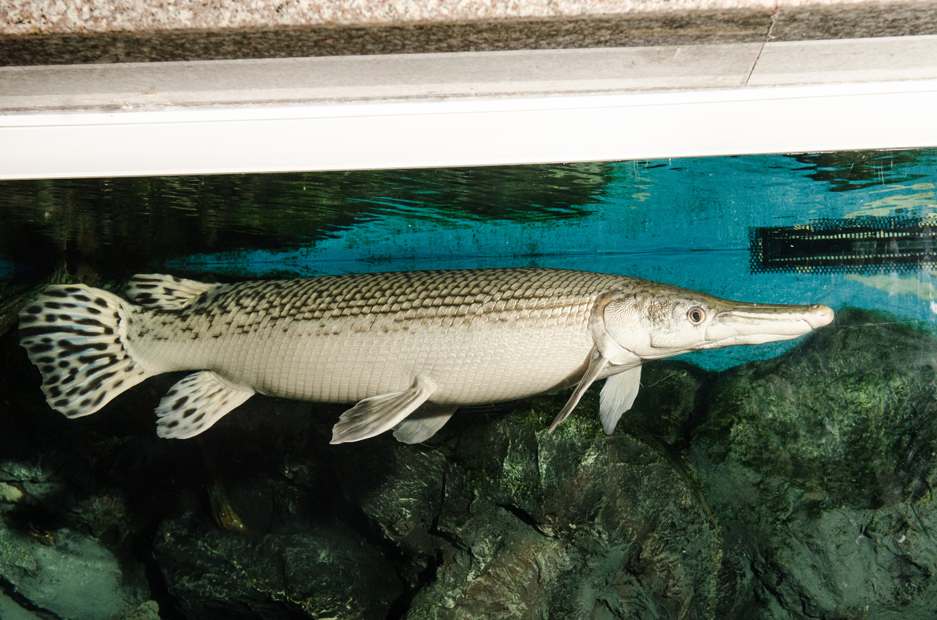 最近,广州白云湖公园发现了一条震惊众人的外来物种——鳄雀鳝,这是