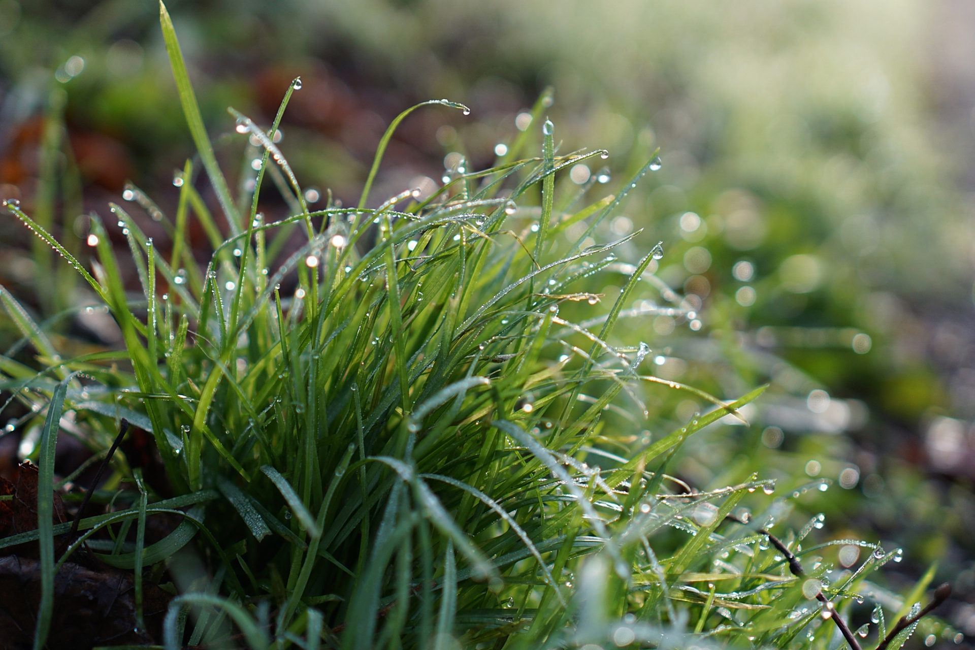 天街小雨润如酥,草色遥看近却无.最是一年春好处,绝胜烟柳满皇都.