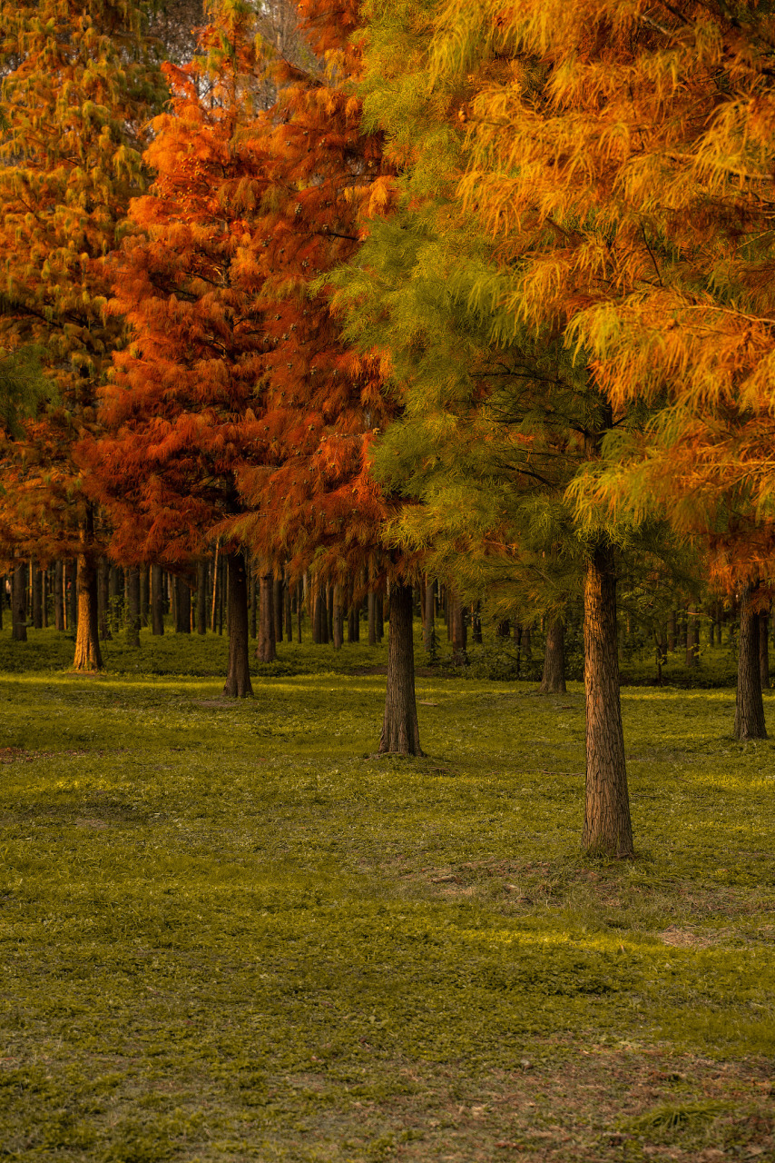 金黄色的落叶铺满林间小径,踩上去沙沙作响,仿佛在和你轻语着秋天的