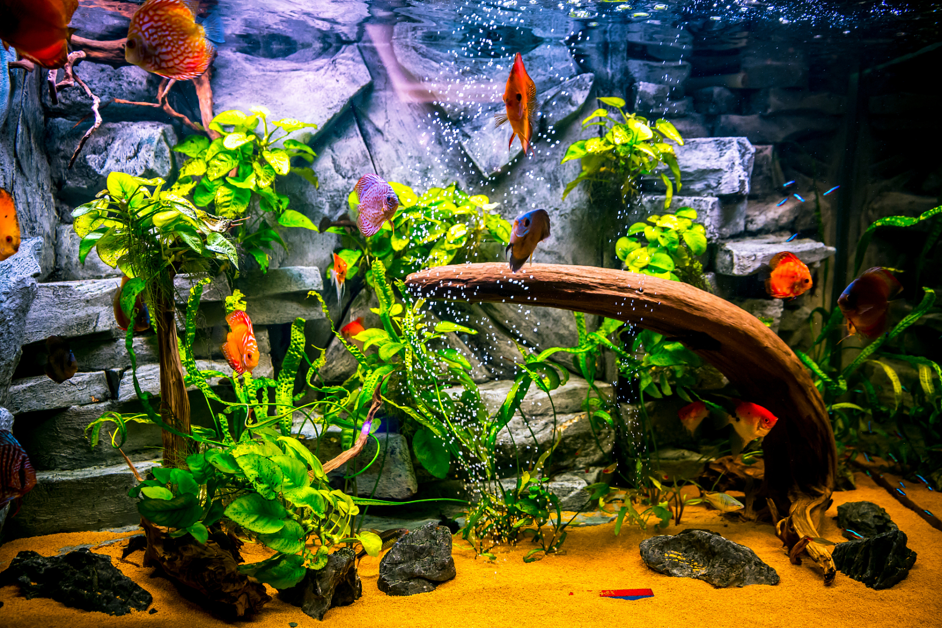 大家喜欢经常摆弄自己的鱼缸吗?会经常有想往里面放东西的冲动吗?