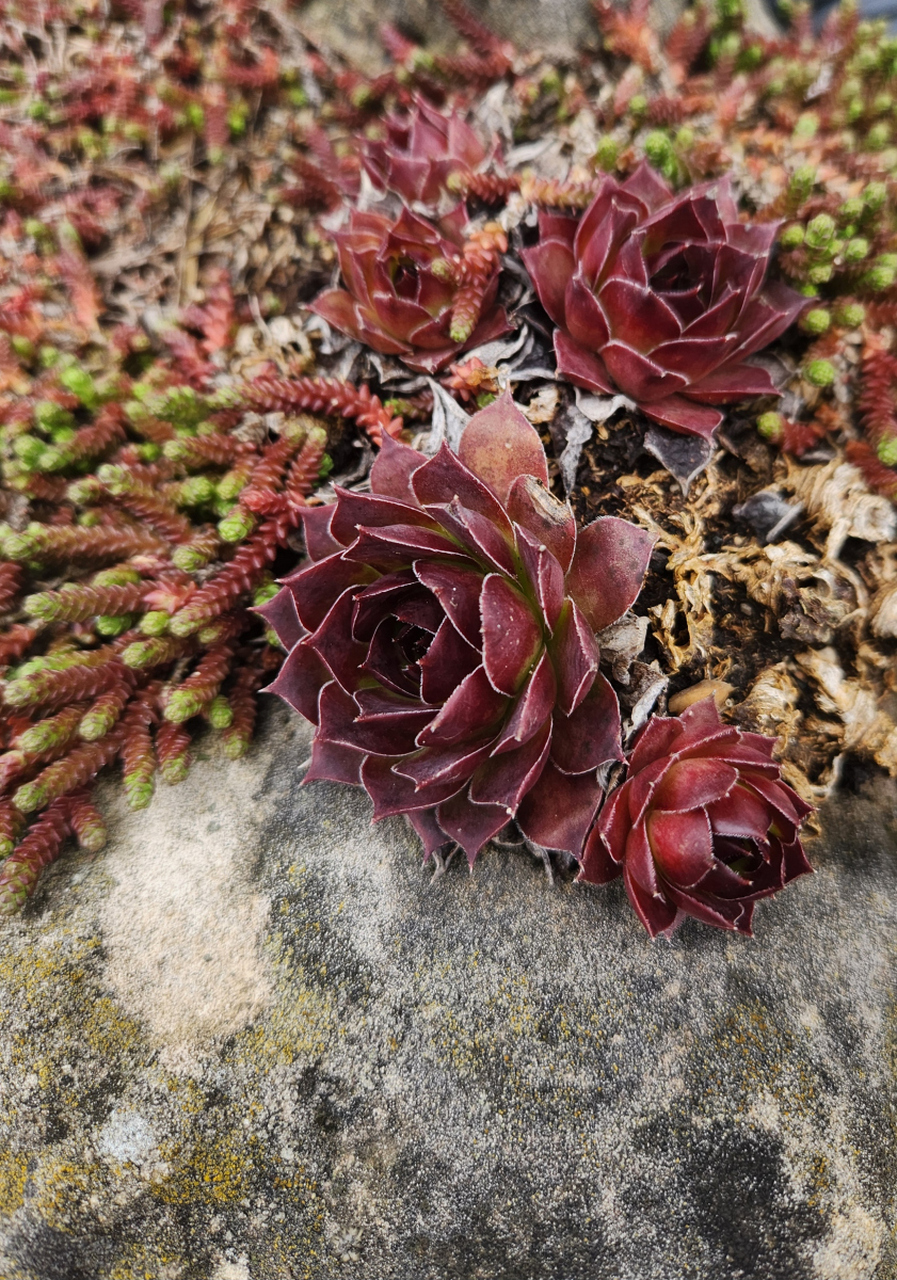 多肉黑法师养护需掌握温暖干燥,阳光适度,透气营养土,控制浇水,合理