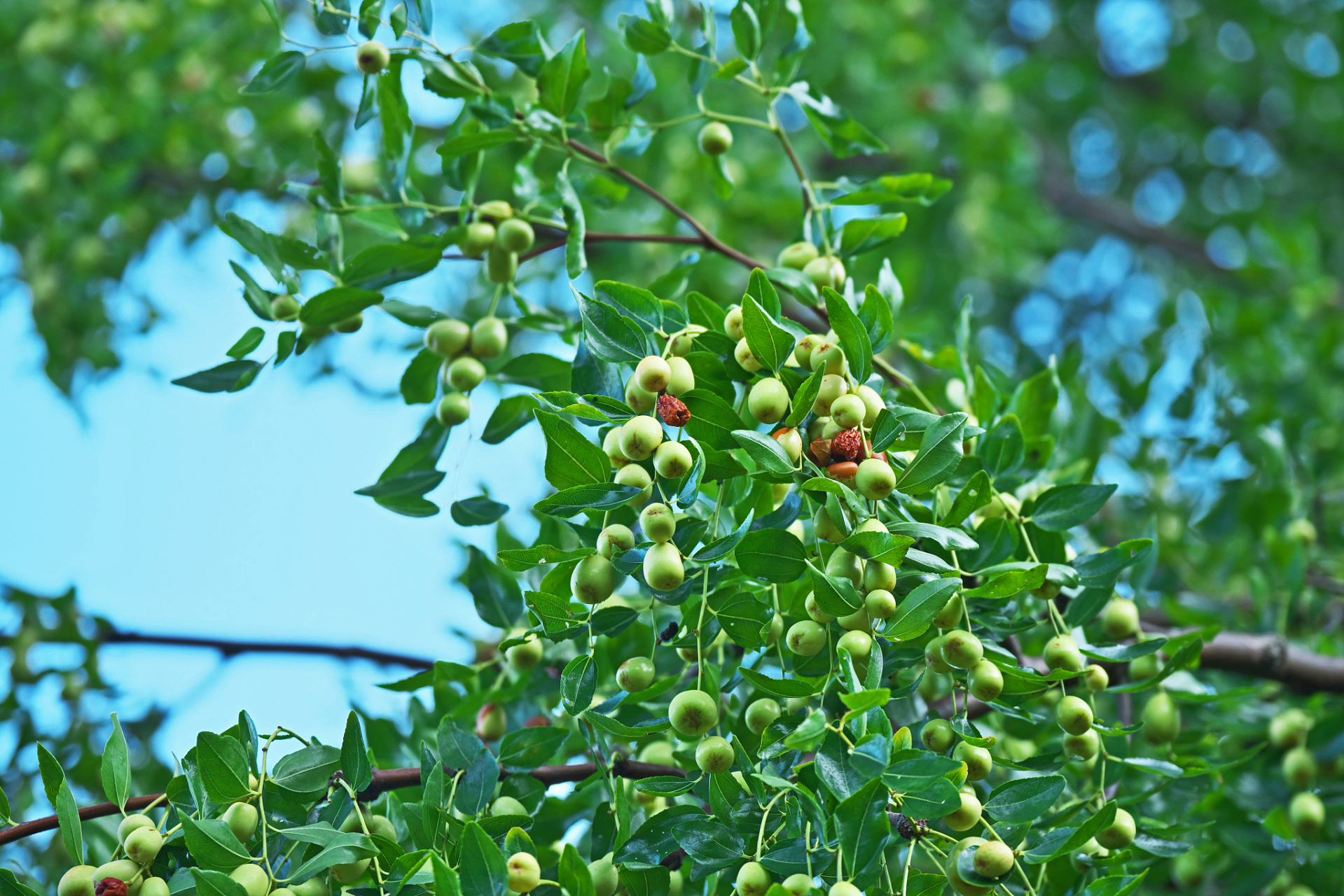 酸枣树是一种适应性强,生长速度快,抗逆性好的果树品种
