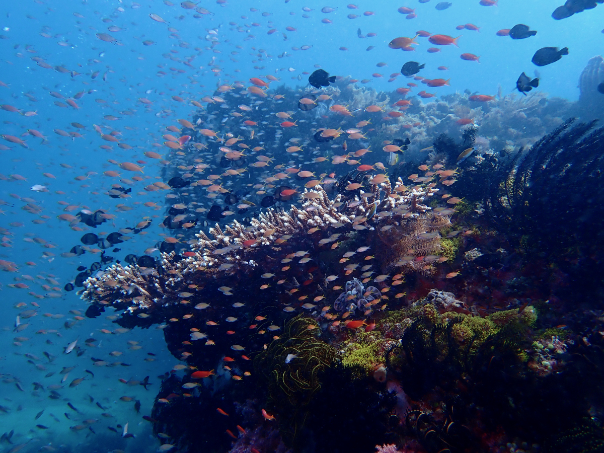 公园是一个以保护濒临绝种海龟及其生态环境为主要目标的自然保护区