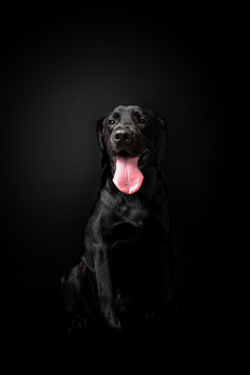 纯种黑色拉布拉多犬的外观特征主要包括:黑色的被毛,短而平滑的体态