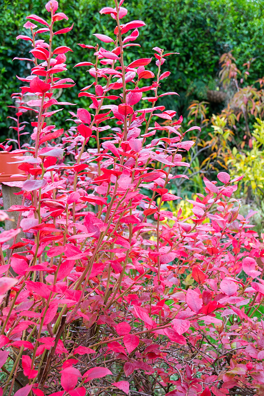 红王子锦带是一种美丽的观赏植物,其鲜艳的色彩和独特的形态使其成为