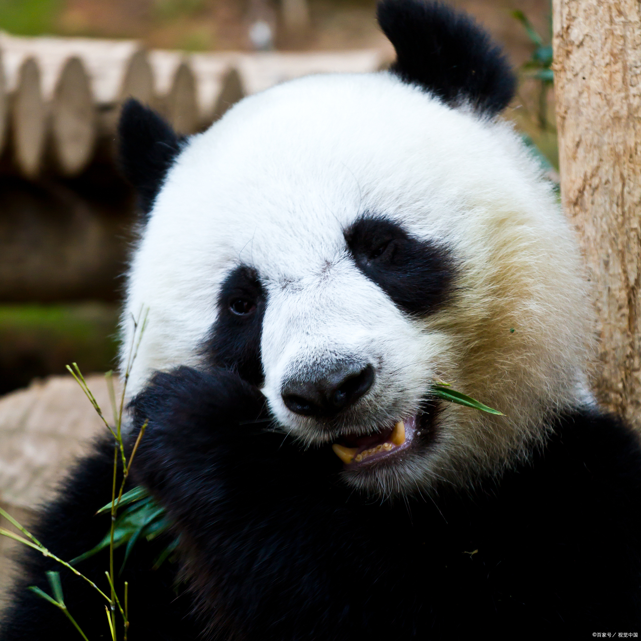 #那些冬天才有的美景# 大熊猫,这个黑白分明的可爱生物,拥有着令人难