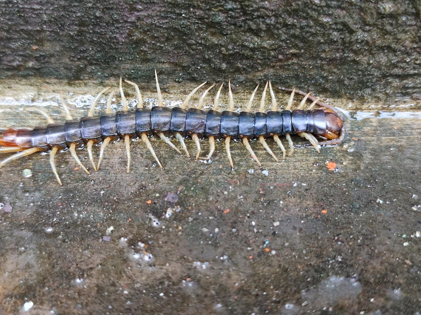 蜈蚣毒性较强,夜间活动;蚰蜒毒性较弱,夏季秋季活跃.