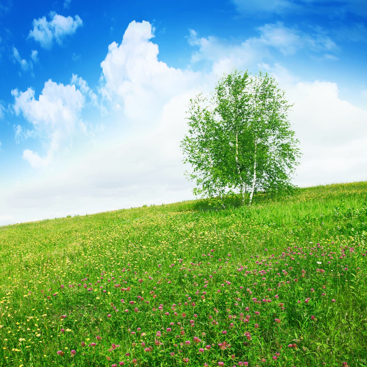 忆郎还上层楼曲,楼前芳草年年绿