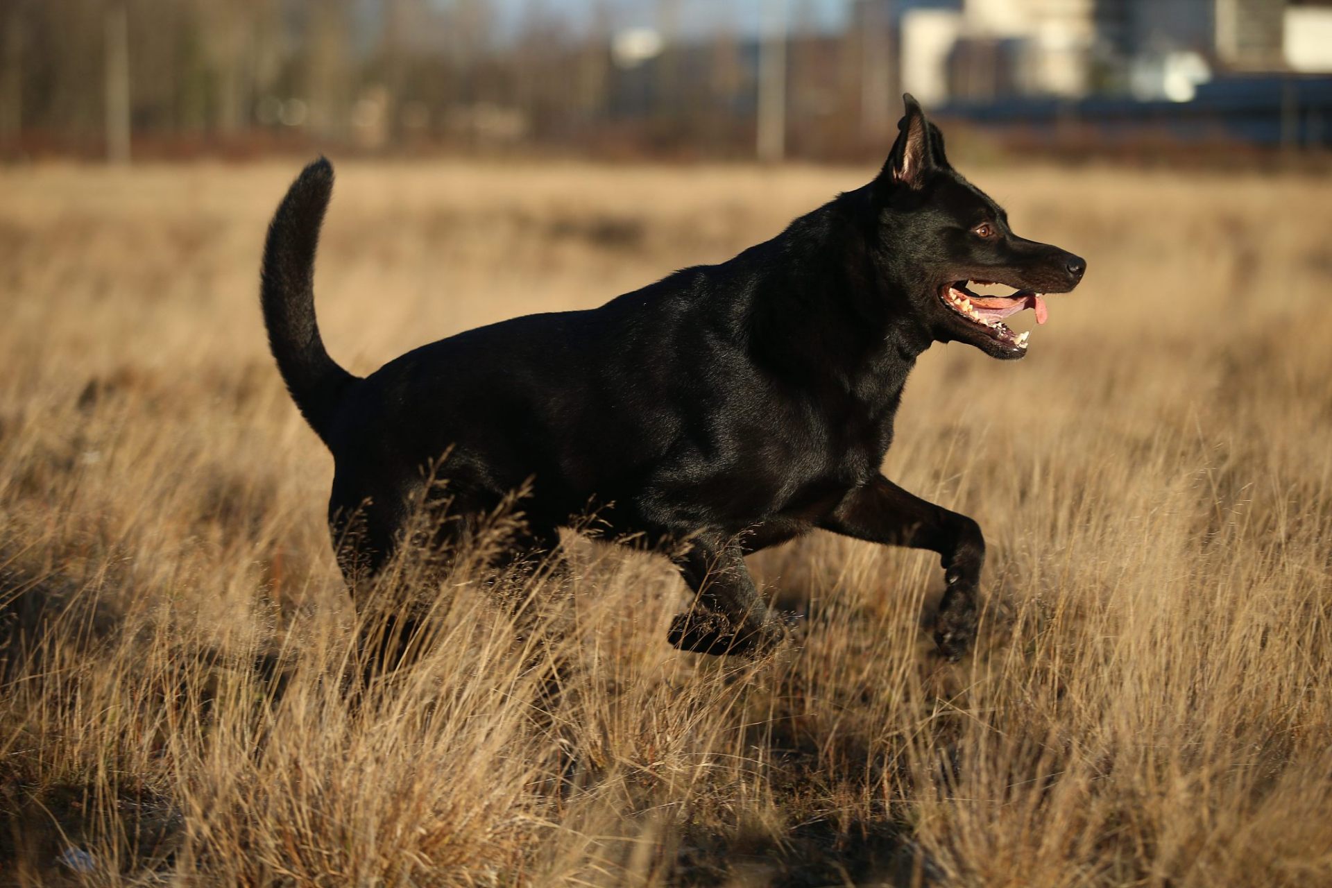 百家新收益# #今日早安问候# 黑狼犬是一种具有高度智商和适应性的 