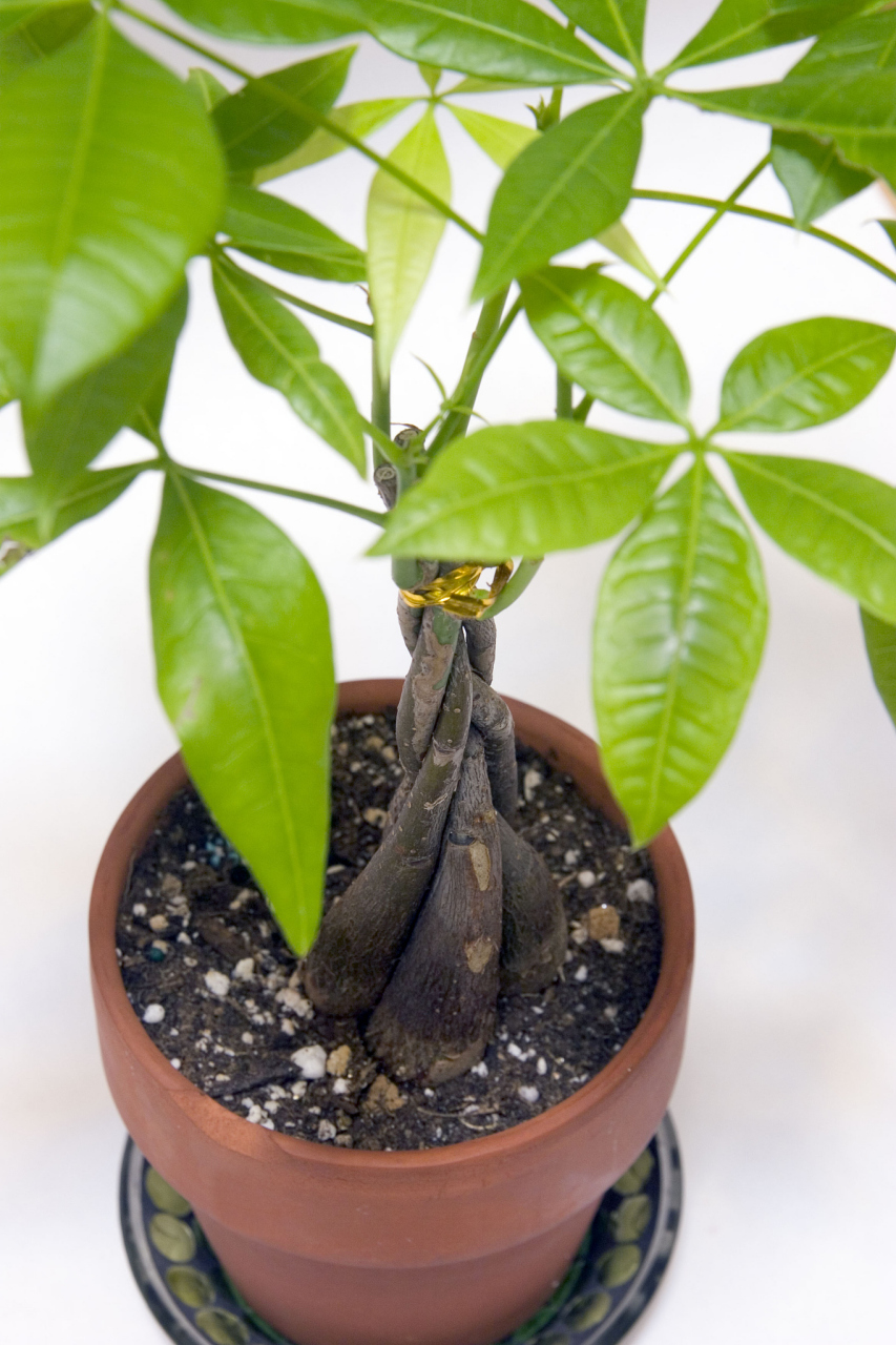 海南沉香作为一种热带植物,对水分的需求有其独特性.