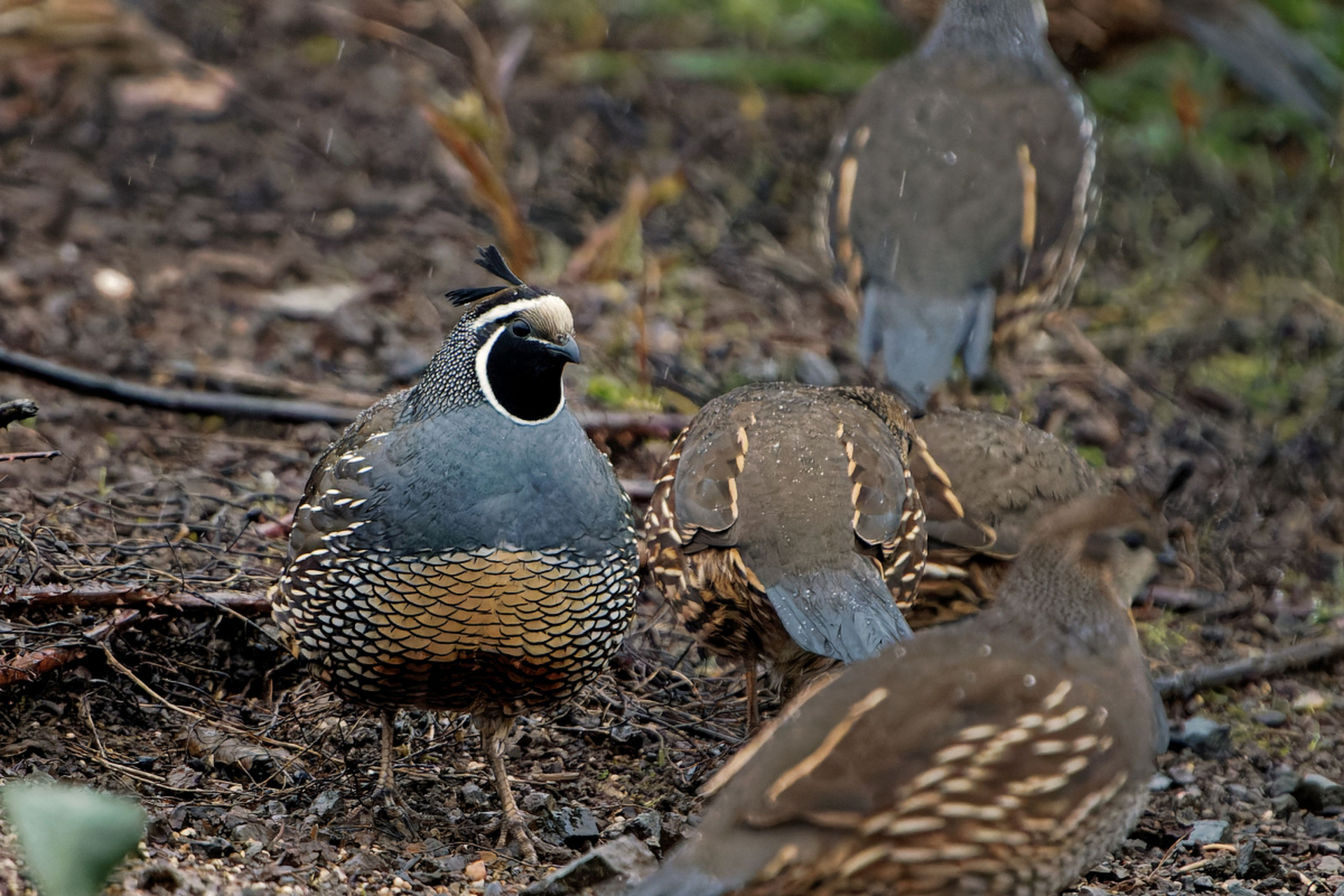 相传,在古代,山林里有一只老鹁鸪,它孵了一窝小鹁鸪,喜得就没法说的