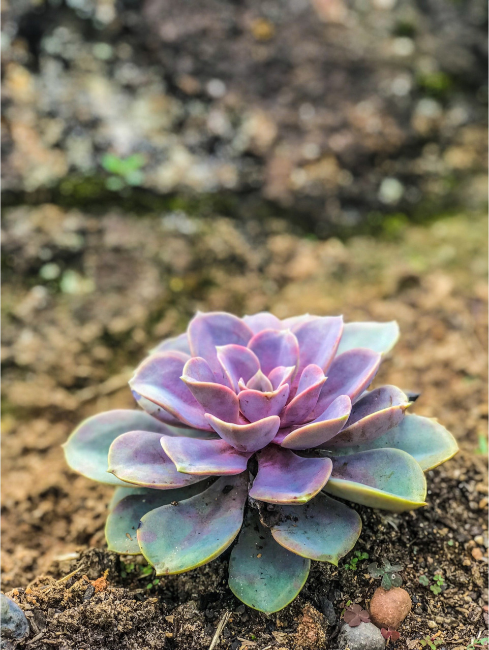 多肉紫珍珠,是一种美丽且受欢迎的多肉植物,它具有迷人的紫色叶片和
