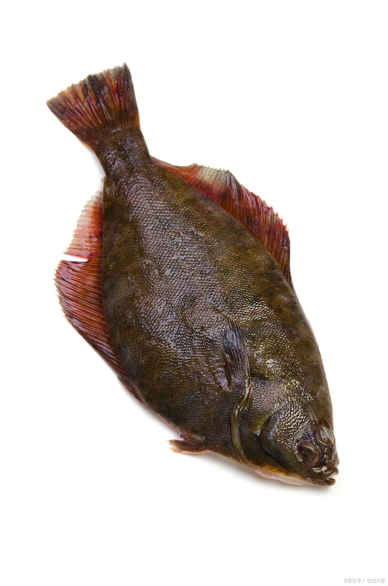 多宝鱼的营养价值与食用方法