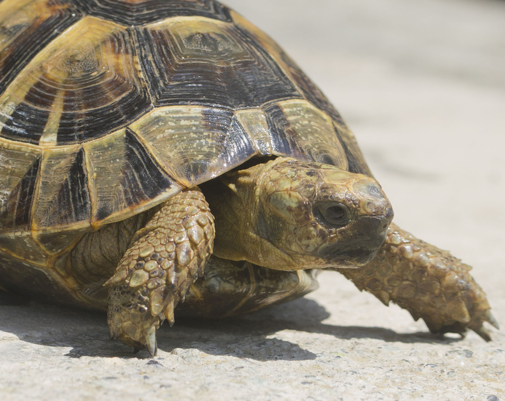 乌龟寿命超乎想象!