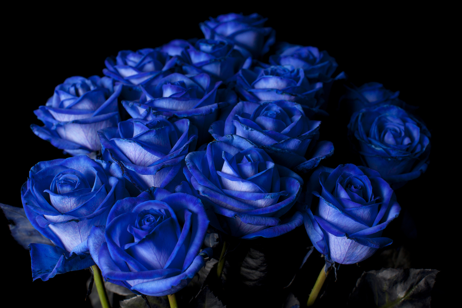 在世界的某个角落,存在着一种花,它被称为蓝色妖姬,或者也可以称之为