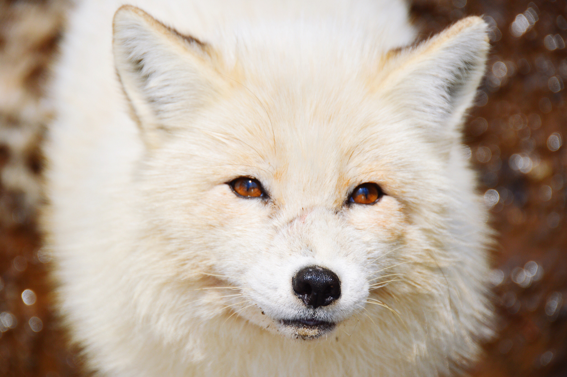 哈尔滨白狐熬出黑眼圈,引发热议与担忧  近日,随着哈尔滨的火爆出圈