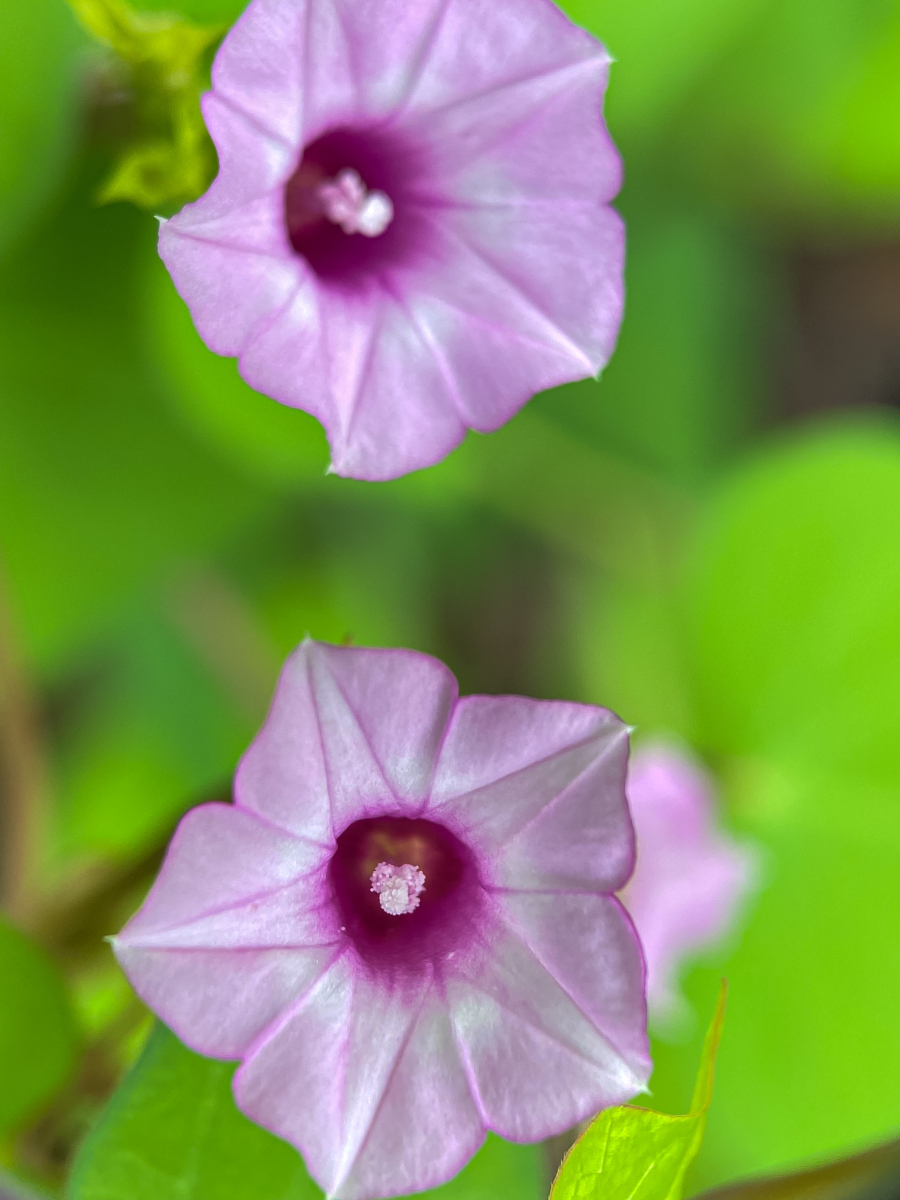 简单介绍牵牛花的样子和特点