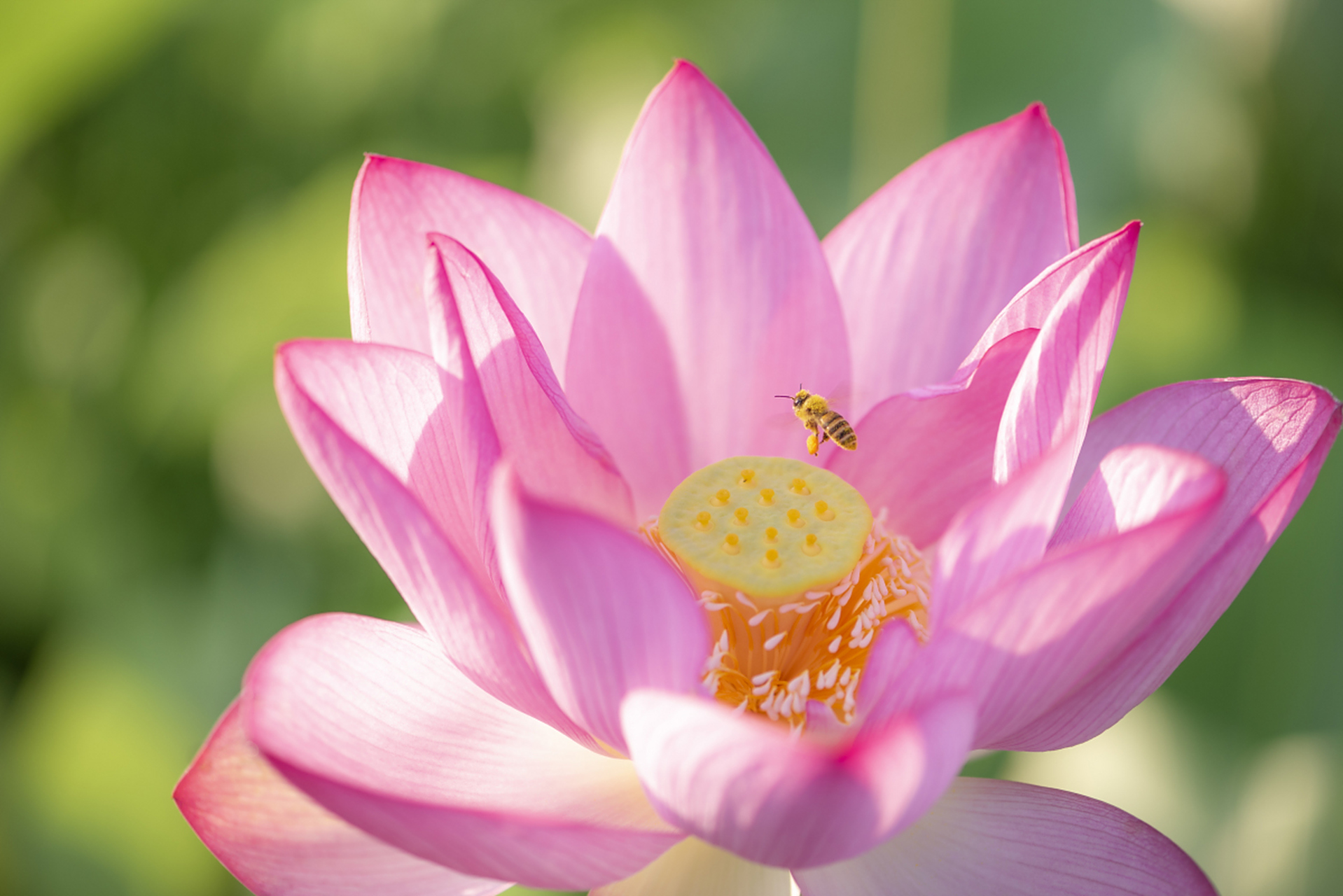 荷花种子生长条件需水深50cm左右,水质清澈,光照充足.