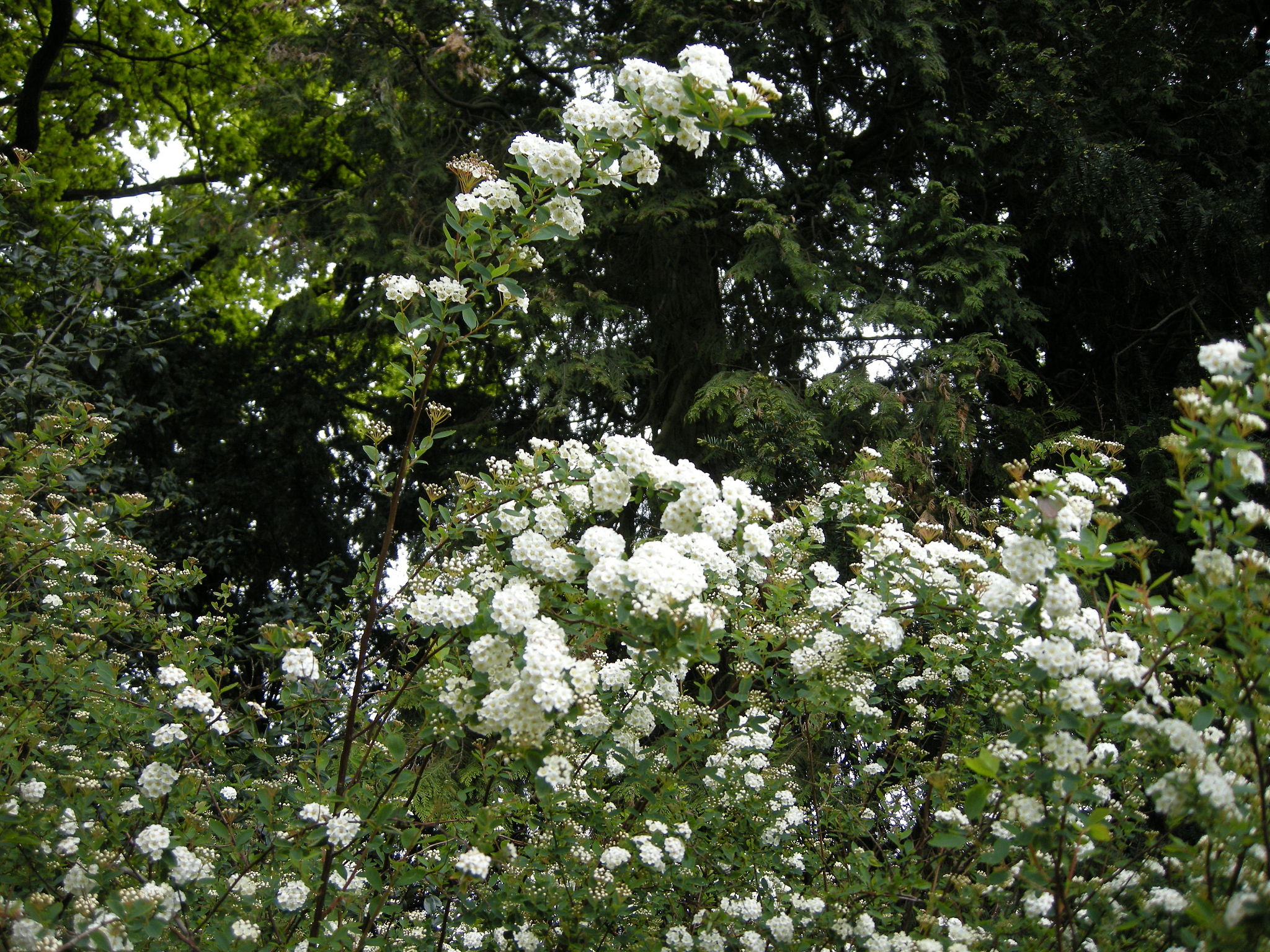 阳台养花首选木香花