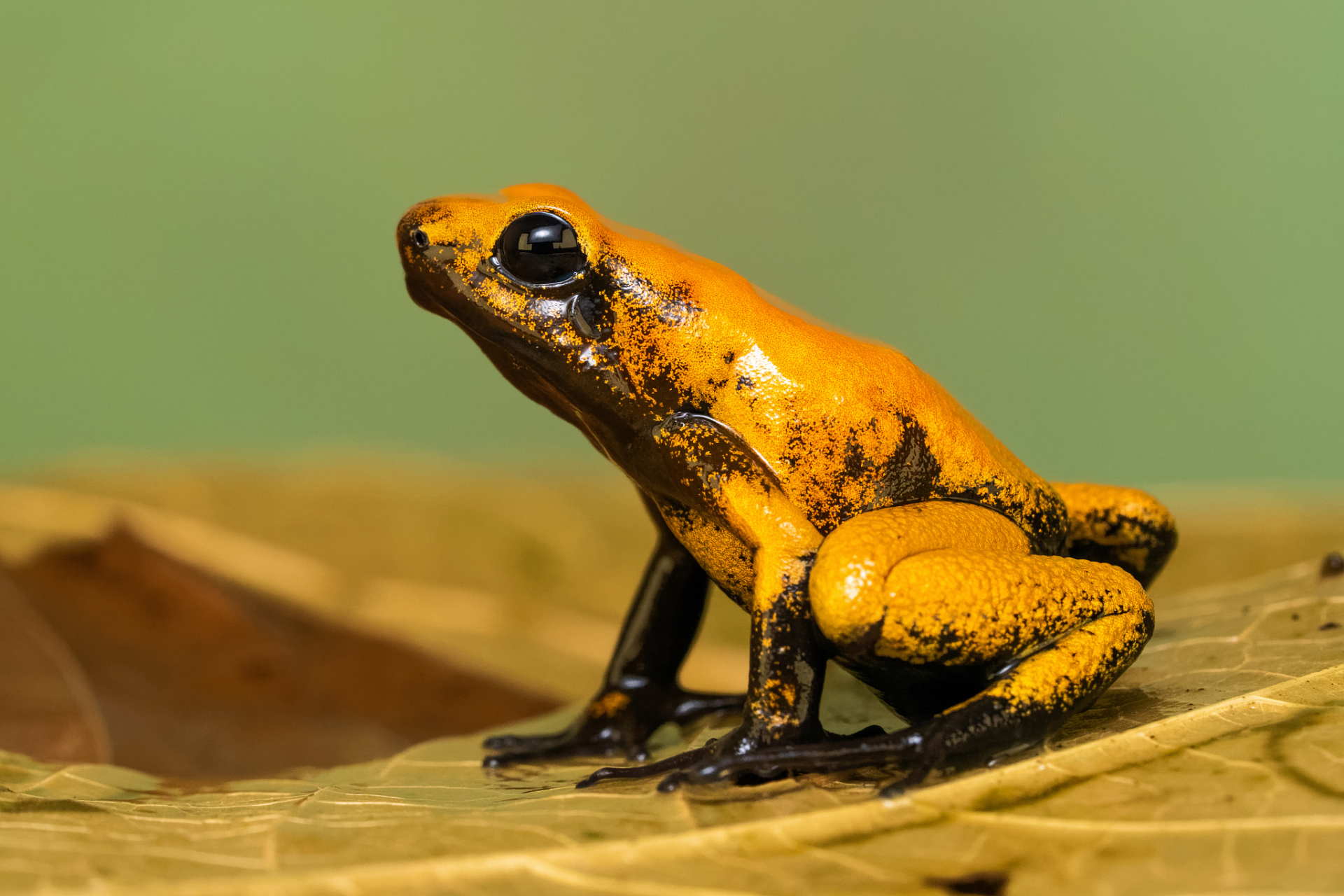 世界上最毒的五种蛤蟆通常指的是有毒的树蛙或蟾蜍.