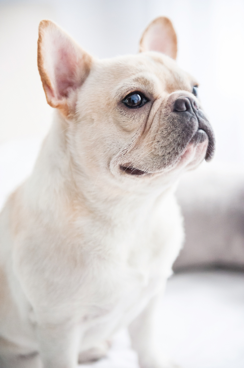 一般而言,成年法斗的体重在9至15公斤之间,雄性可能稍重,雌性稍轻.