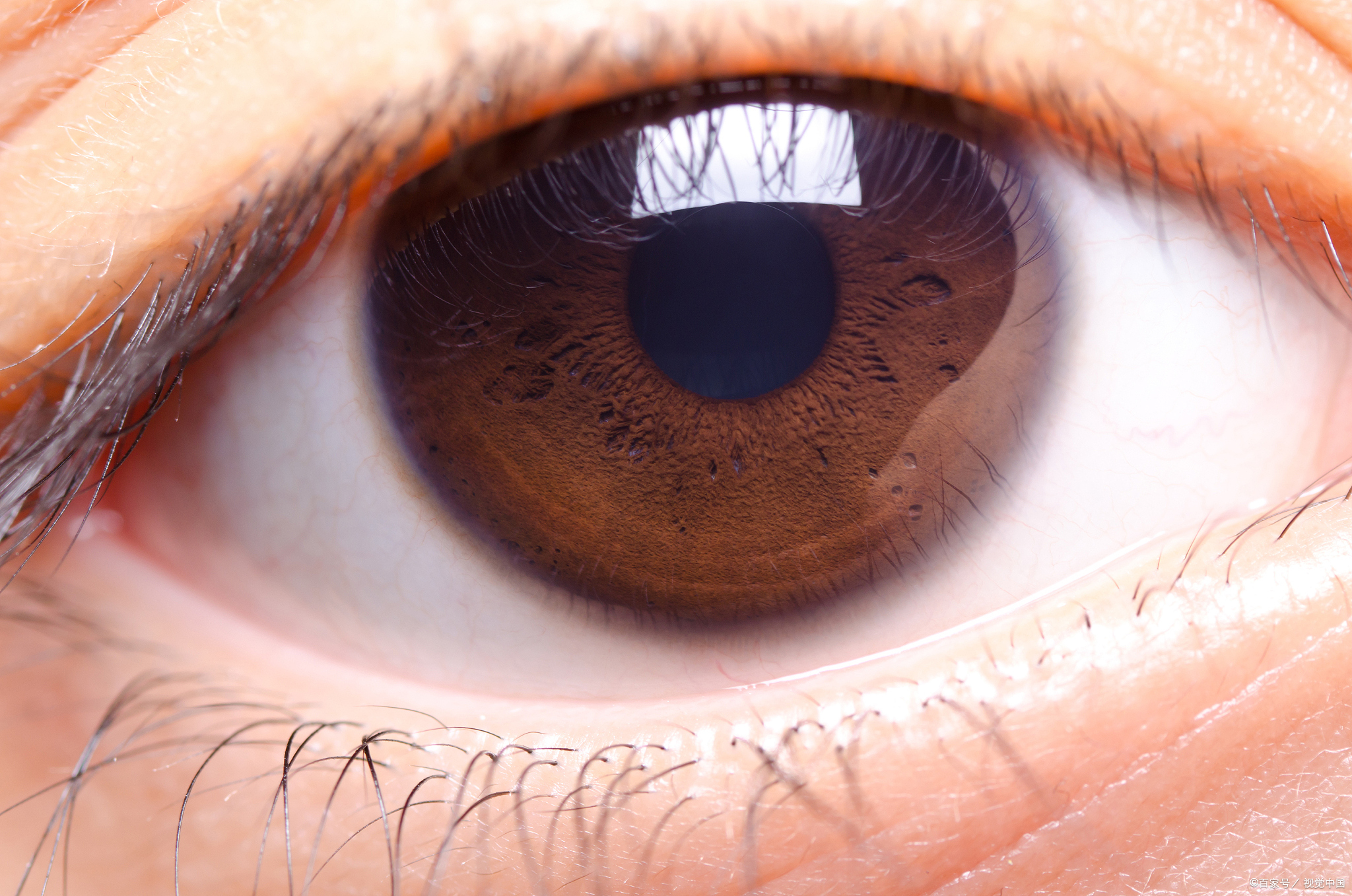 眼球的结构,这一精妙而复杂的视觉器官,究竟是由哪几部分组成
