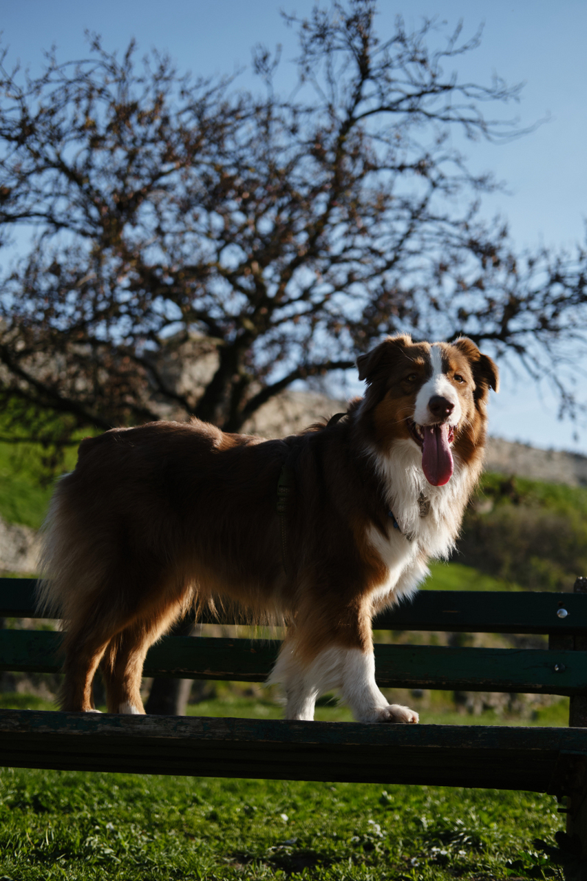 边境牧羊犬,中型身材却拥有大智慧!