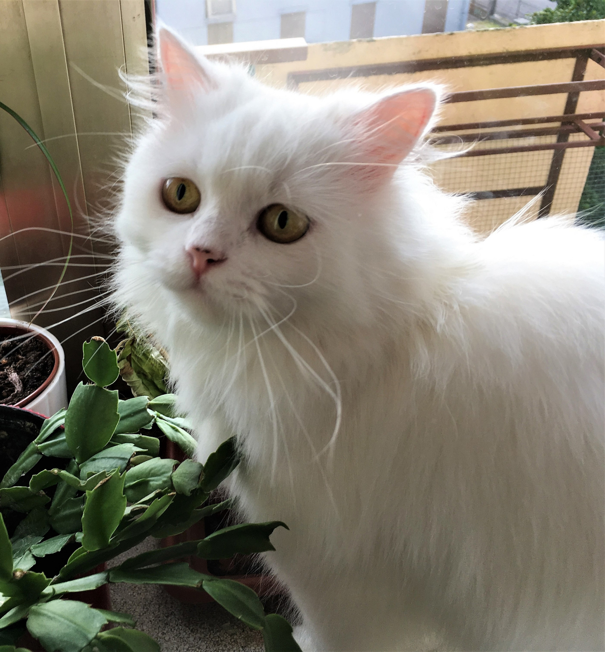 山东狮子猫是猫界中的一种,产自中国山东省临清市,拥有优雅的外形和