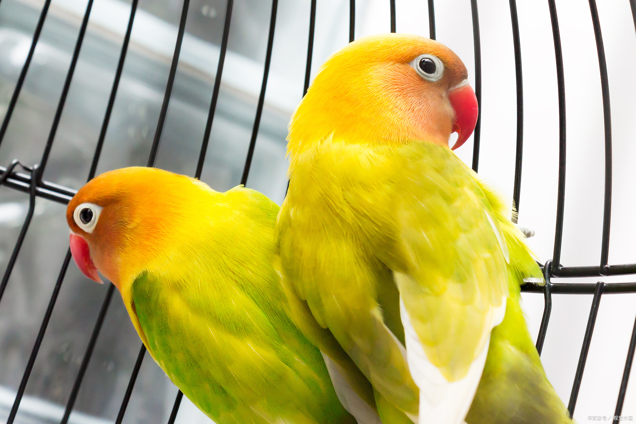 鹦鹉作为色彩艳丽且智力较高的鸟类,其在饮食习性上同样充满了趣味与