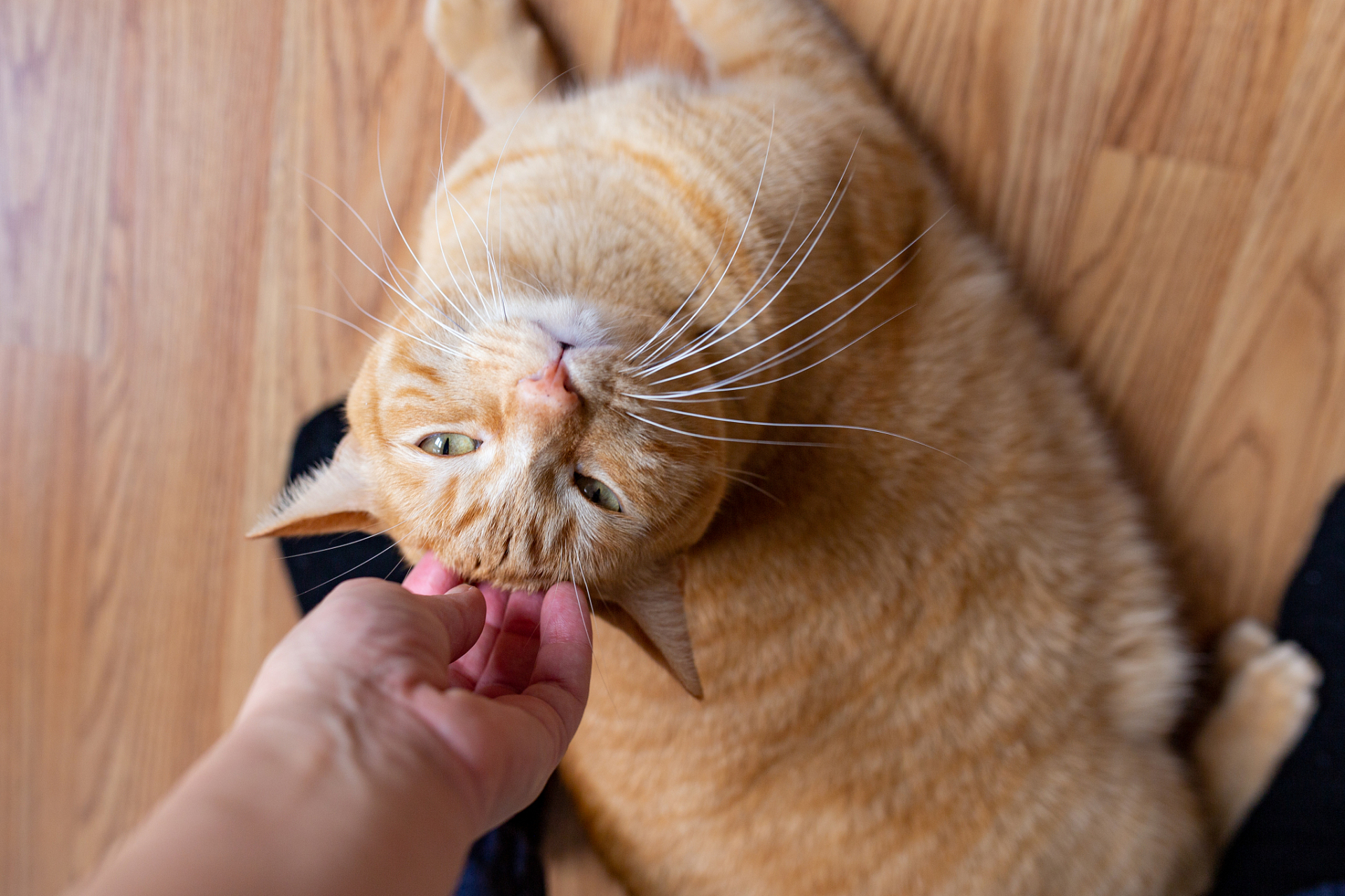 许多猫咪都会喜欢抓挠东西,如沙发,椅子,地毯等.