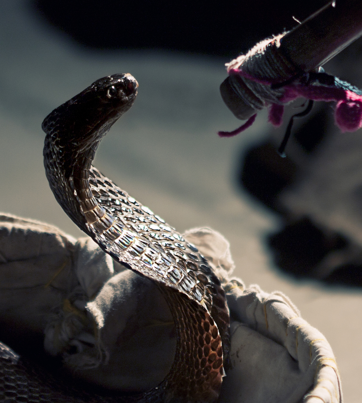 眼睛蛇王由于体型大,所注射的毒液多,所以眼王的致死率是很高的