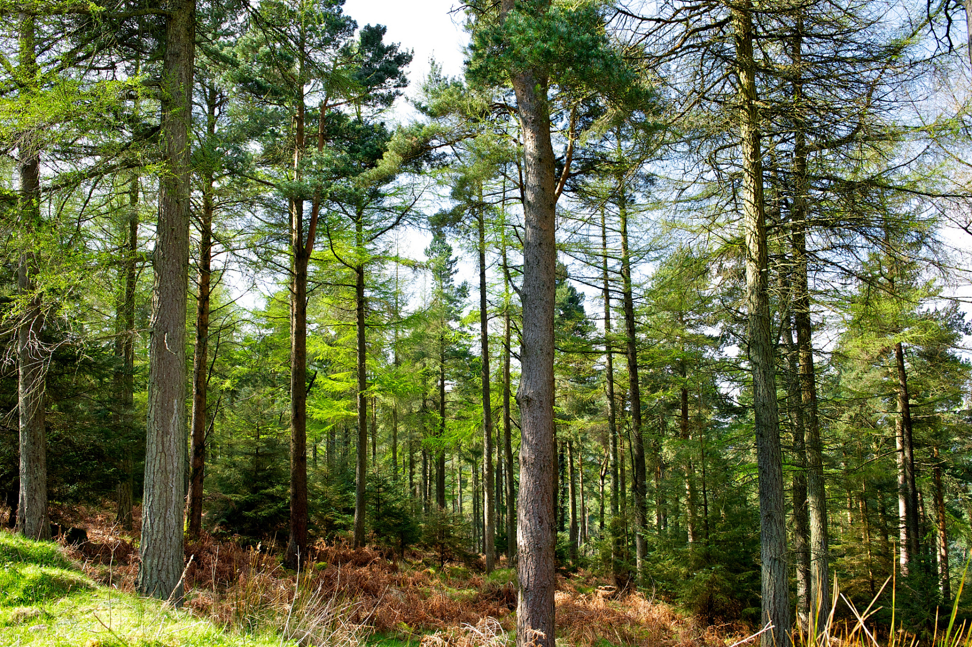 伏天去内蒙古大兴安岭原始森林旅游,除了要欣赏无尽的美景,体验清凉的
