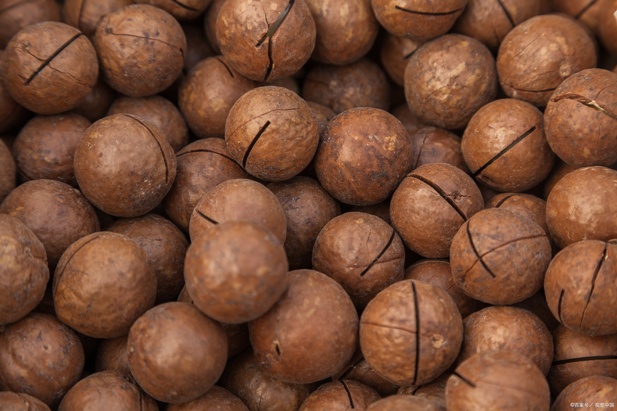 黑兔澳洲坚果,健康美味零食