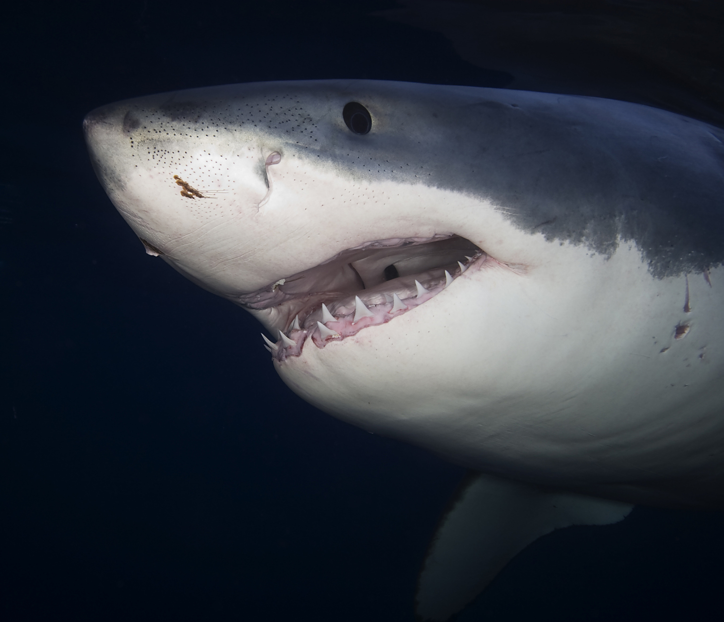 鲨鱼的皮肤是由一层层类似于鱼鳞的结构组成的,每一层都有不同的纤维
