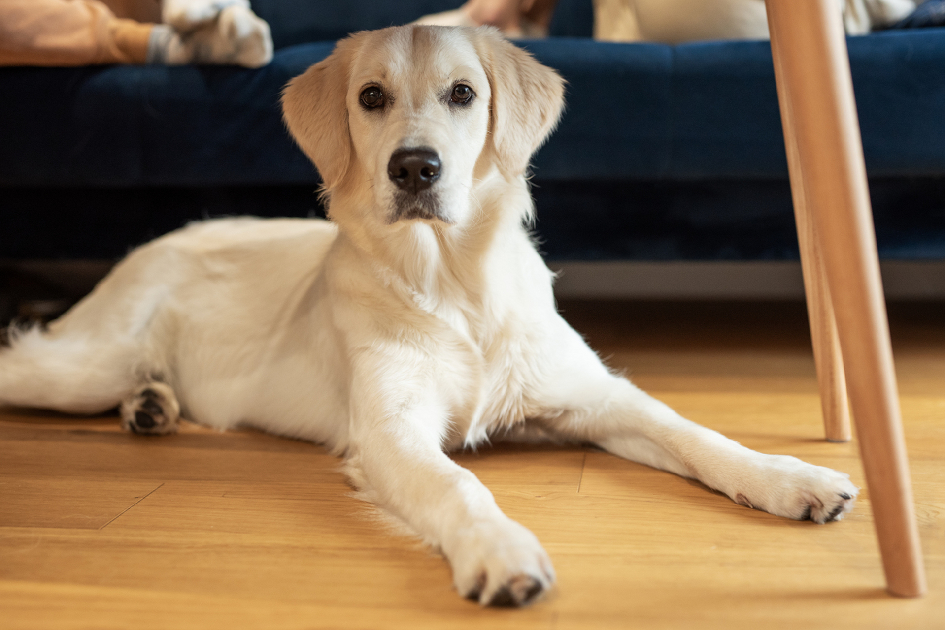 狗狗是家庭守护者和幸福日常的不可或缺的一部分,每天早晨在主人床边