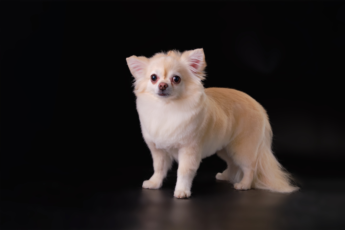 吉娃娃什么颜色最贵?揭秘犬界"贵族"的色彩密码!