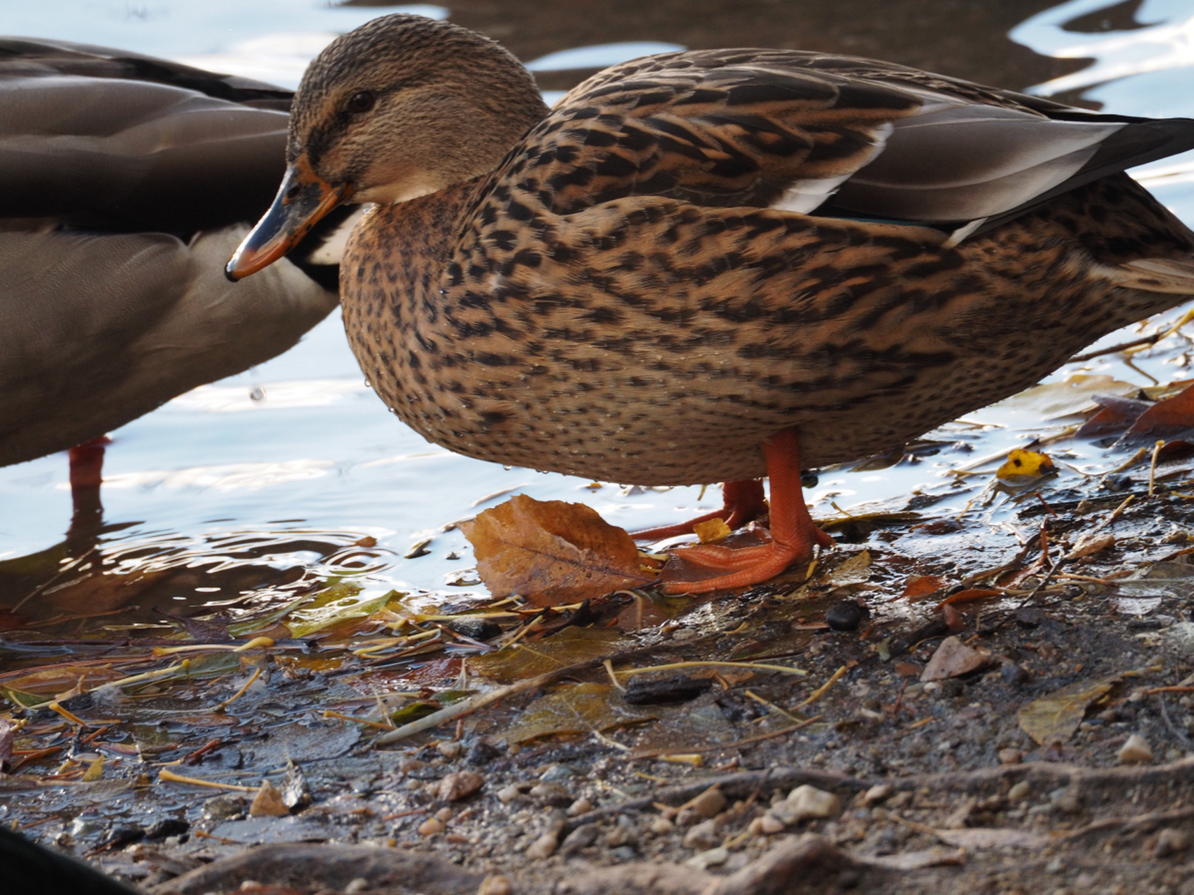 其实鸭子的呱呱叫声是有性别区分的.