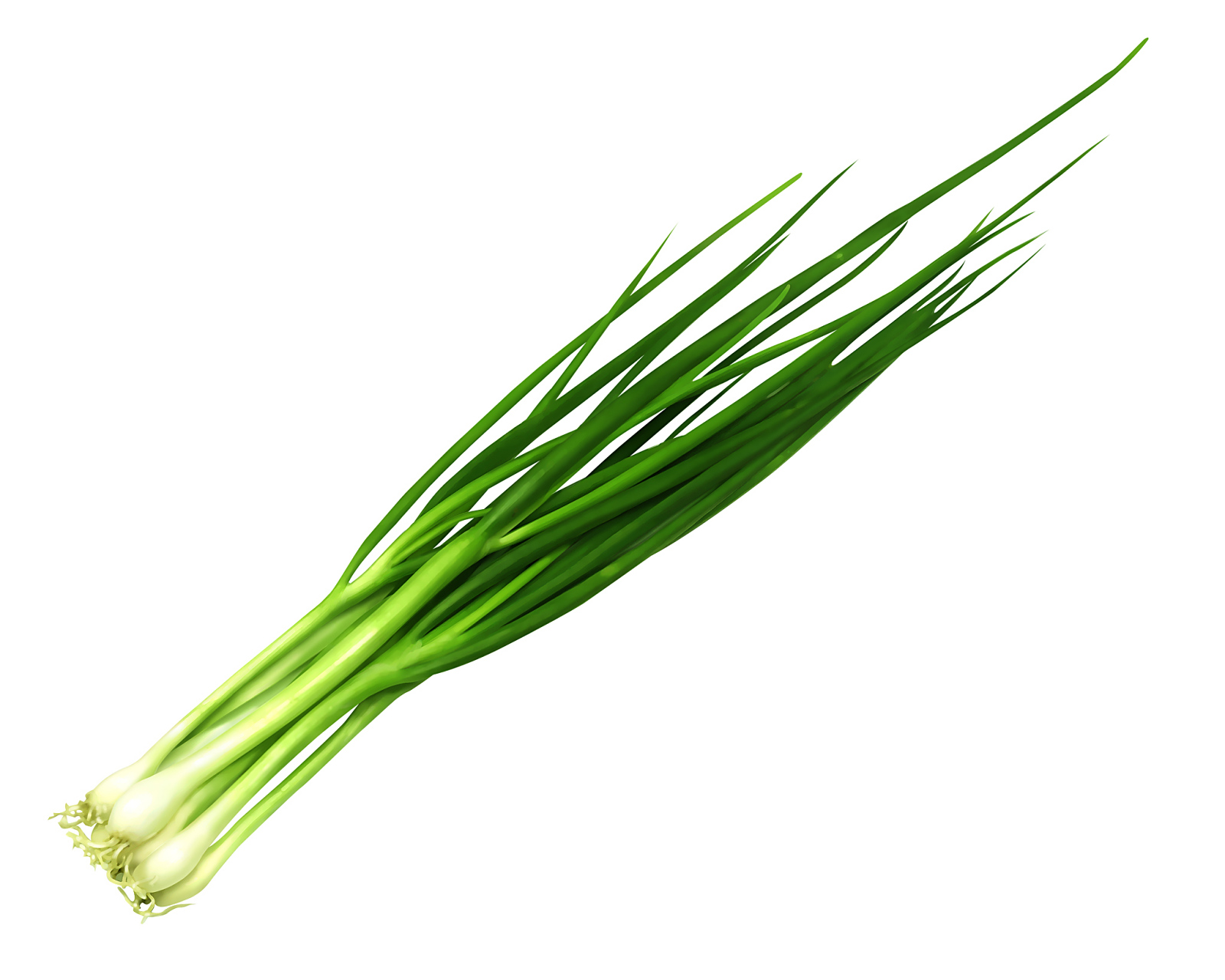 小葱,也被称为香葱,绵葱,火葱,四季葱和细米葱,是一种属于百合科的