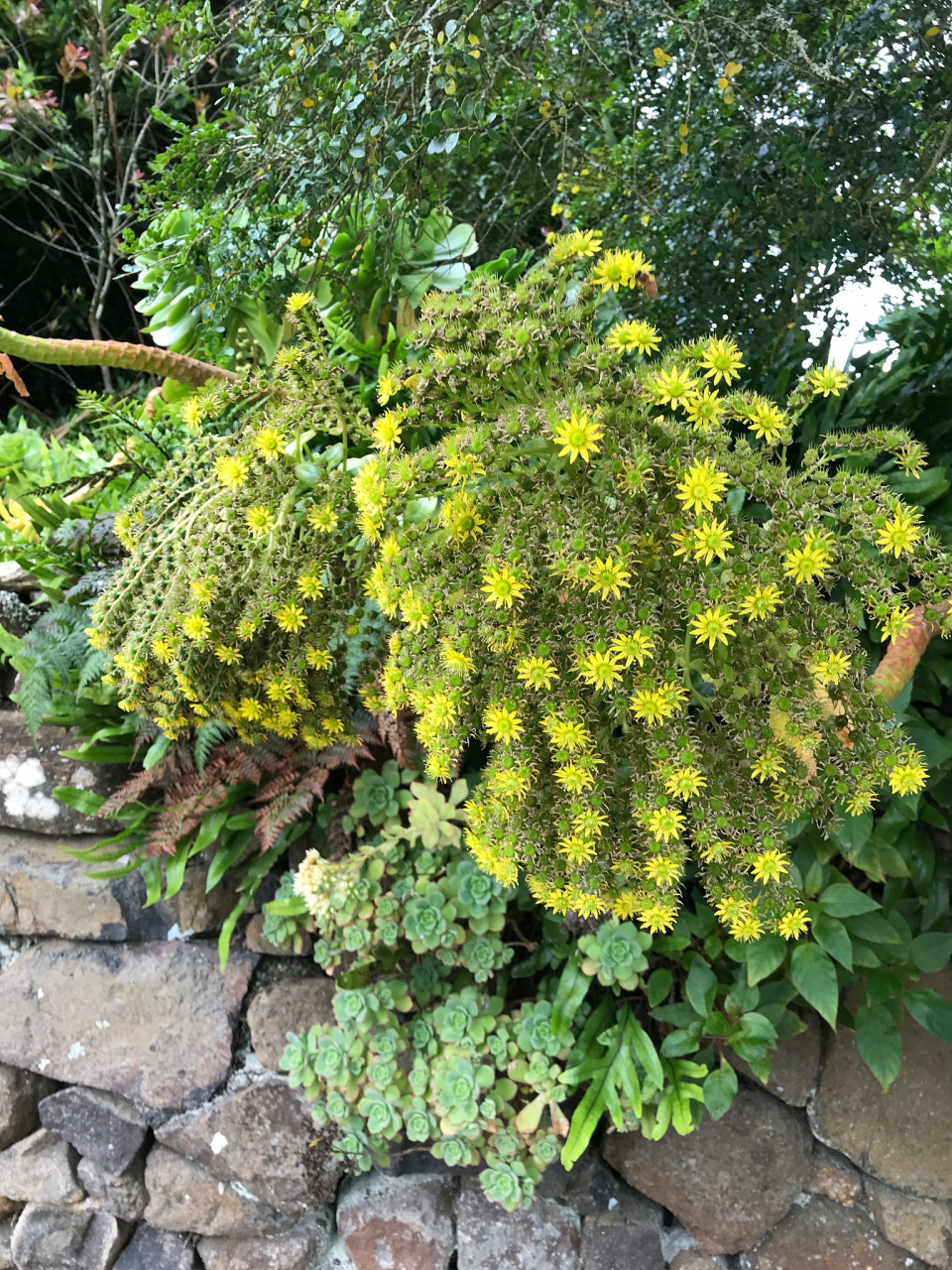 黄金球花图片大全图片