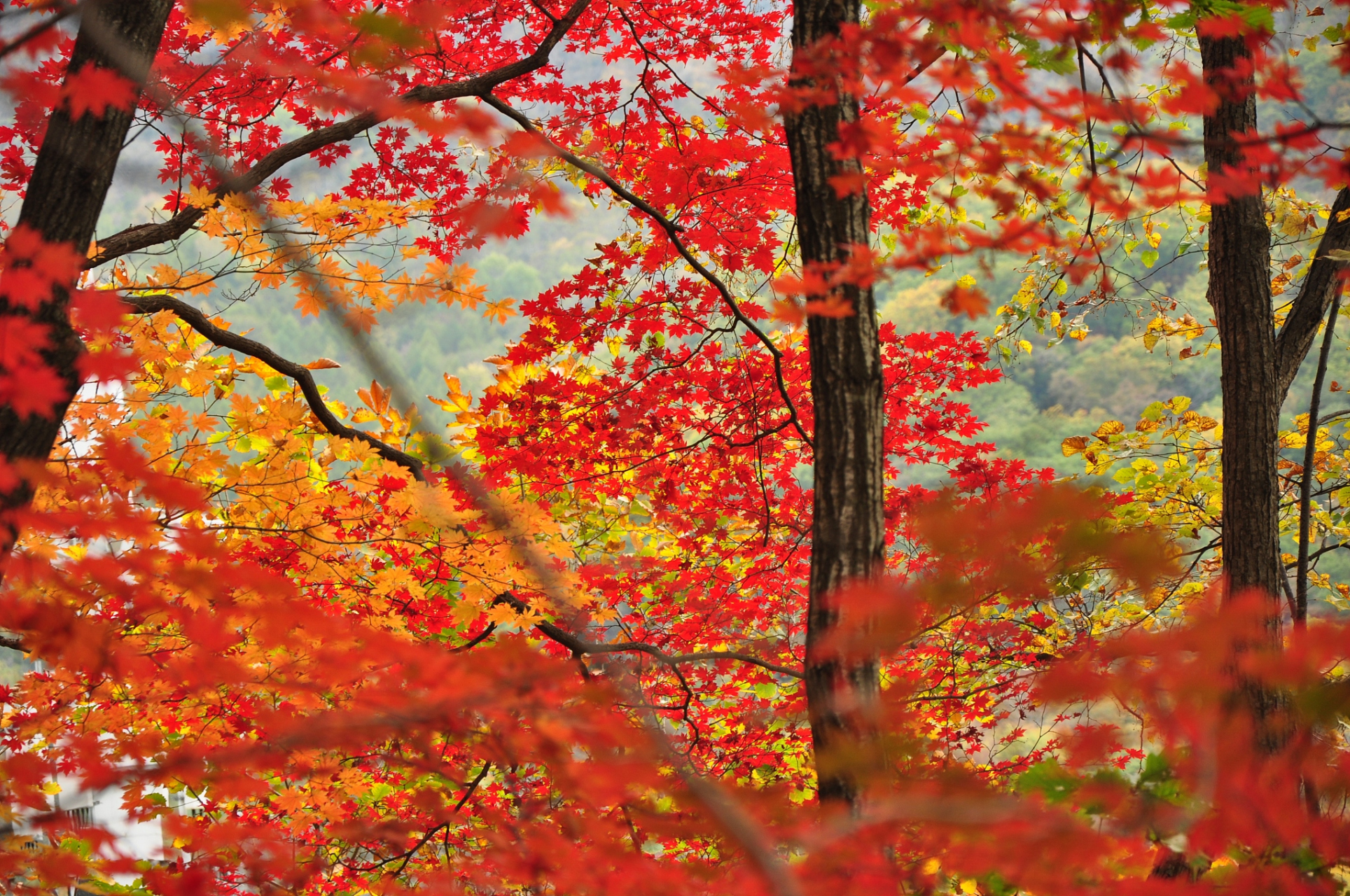 本溪枫叶林的秋天,是一幅生动的画卷,是一首热烈的诗篇.