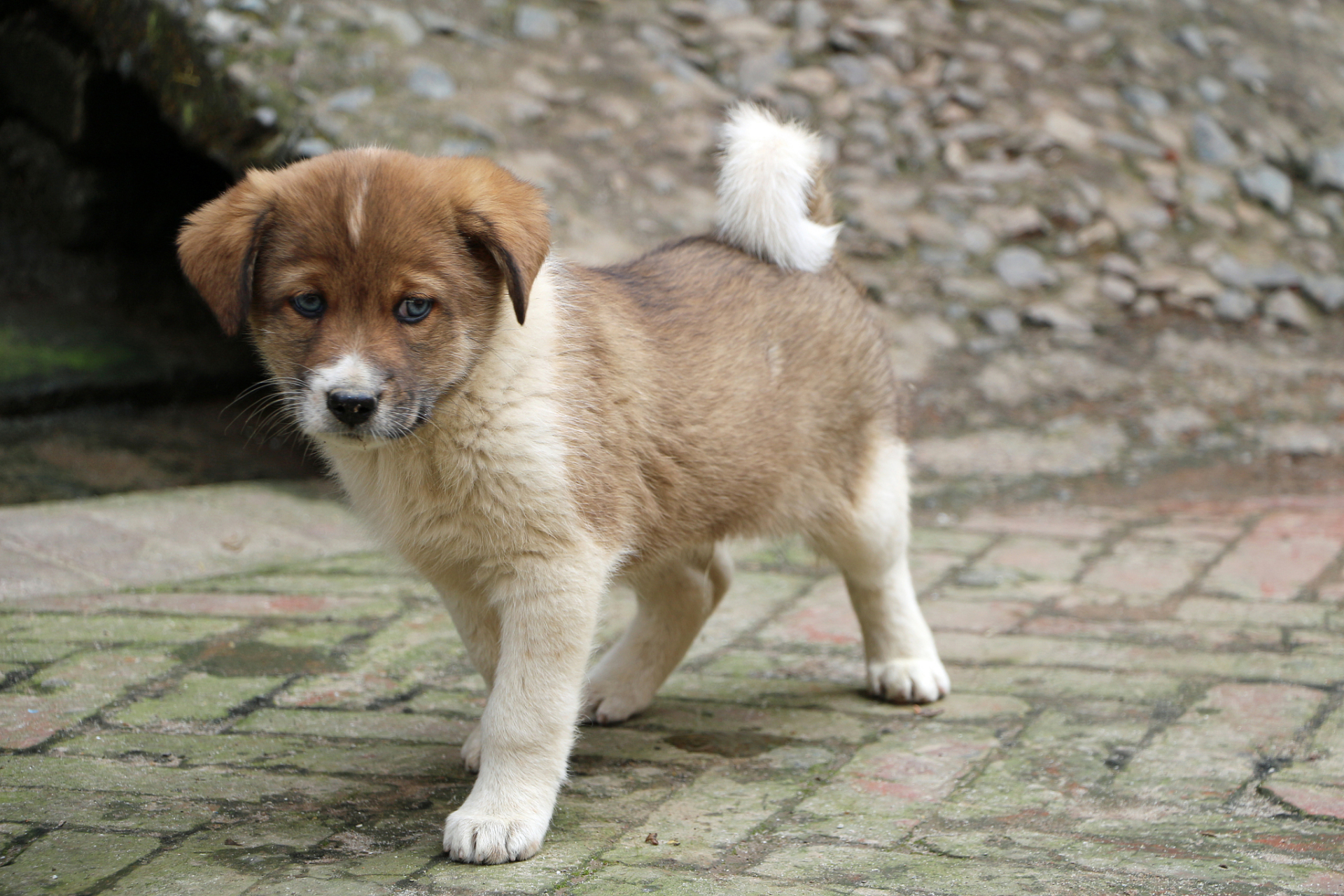 随手拍的冬季封神照片# 我真的超爱小土狗!