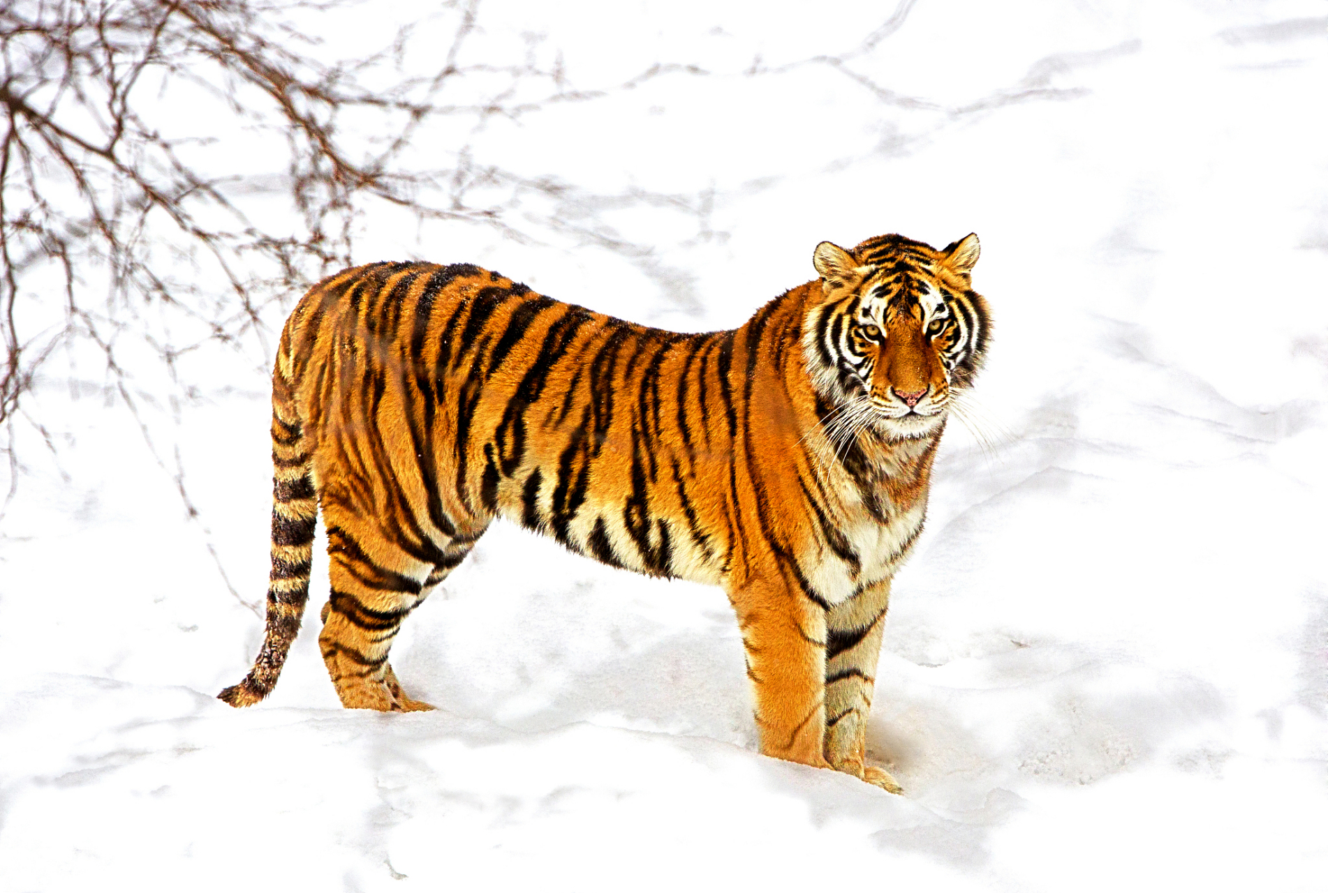 东北虎是冰雪世界中的王者,凭借超强的适应能力和狩猎技艺在冬季生 