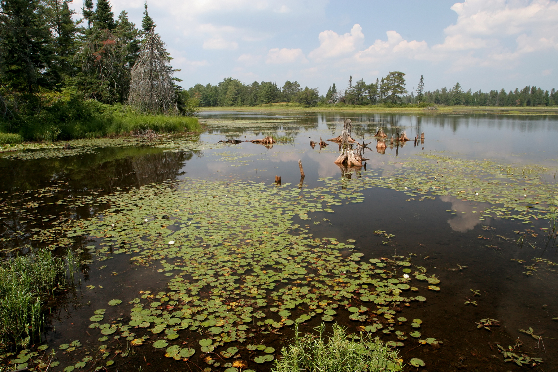 夏日闪光旅行家# 铁岭莲花湖湿地,位于铁岭市新城区内,是一处集湿刎
