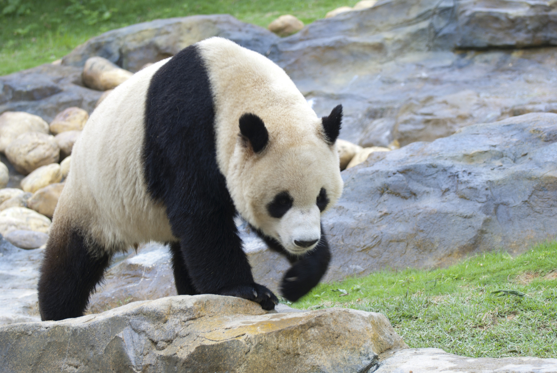 "咩咩,嗯嗯,嘤嘤…"你听过大熊猫的叫声吗?