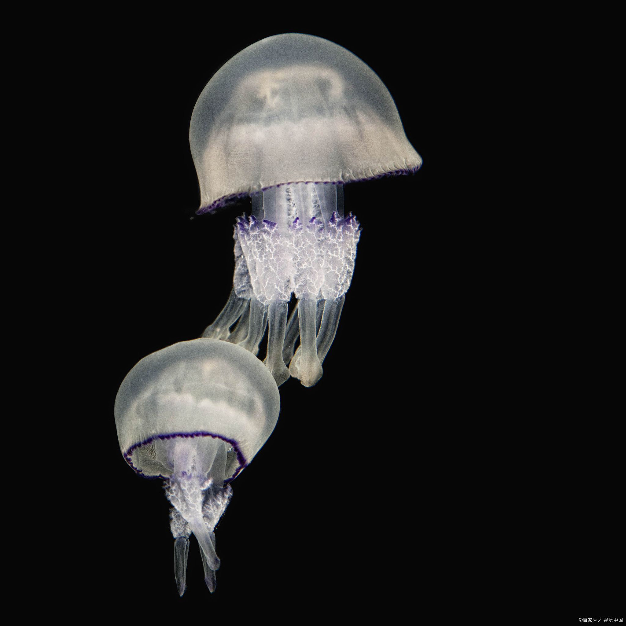 "水"好基友:揭秘僧帽水母的神奇生存之道