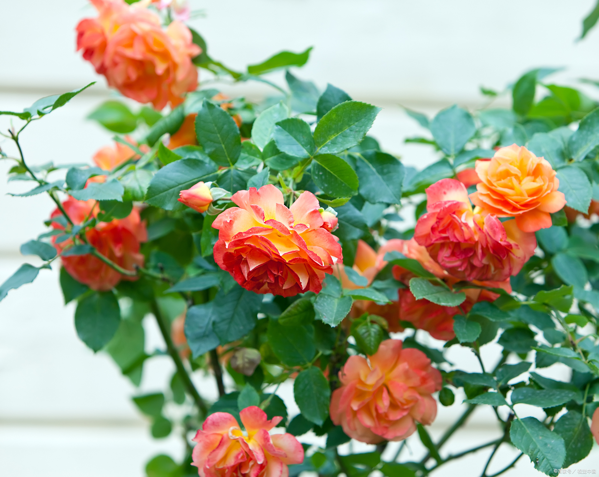 火焰月季花优缺点